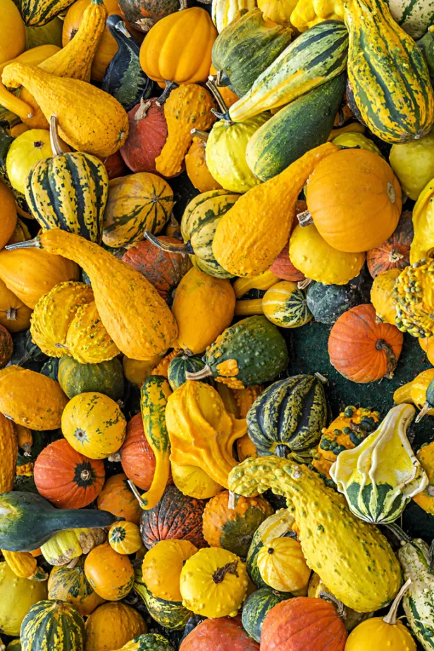 squash 1 copy