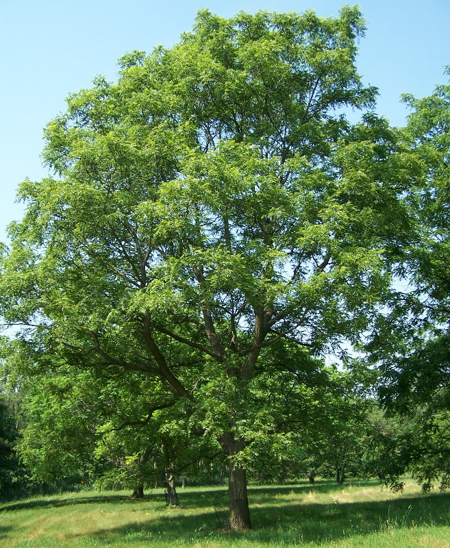 black walnut .webp